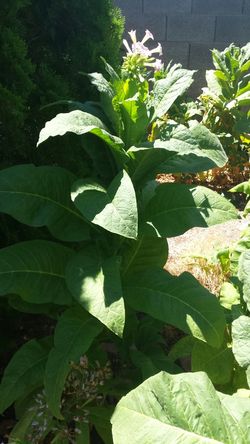 Fresh Organic Tobacco Plant / Leaves / Seeds