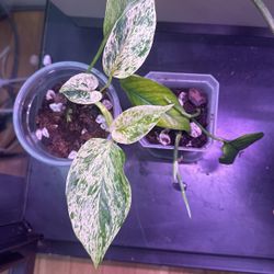 Pothos Plants (2)