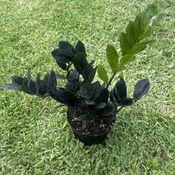 RAVEN ZZ PLANT ( 6” Pot) Easy To Grow Air Purifying