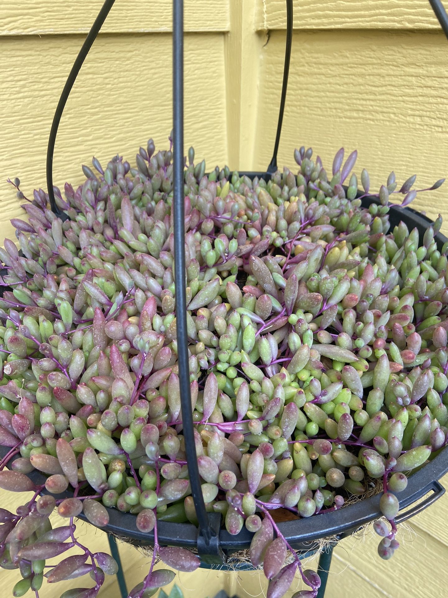 Basket Plant