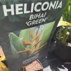 Heliconia 7 And 15 Gallon 