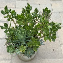 Assorted Succulent Plants 
