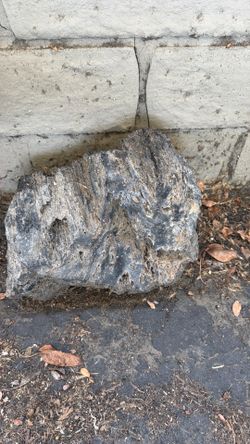petrified wood