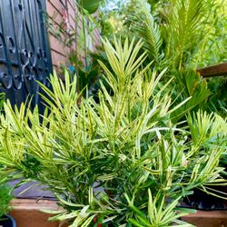 Variegated Podocarpus