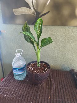 Dieffenbachia crocodile