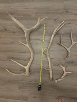 Elk, Mule Deer And Whitetail Anlters