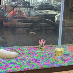 Fish Tank And All Needed To Go With It 