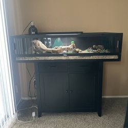 Bearded Dragon  With Full Enclosure 