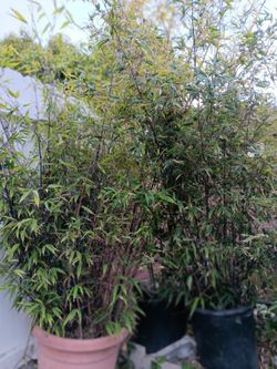 BamBoo Black for privacy wall wind screen. Each JUMBO container.