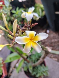Plumeria $35