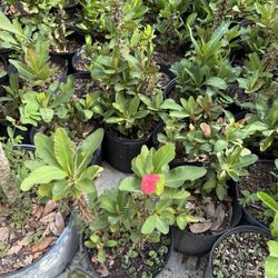 Crown of Thorns