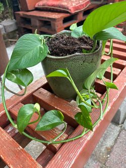 Golden Pothos