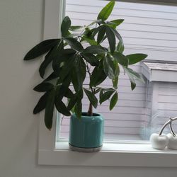 Indoor Plant