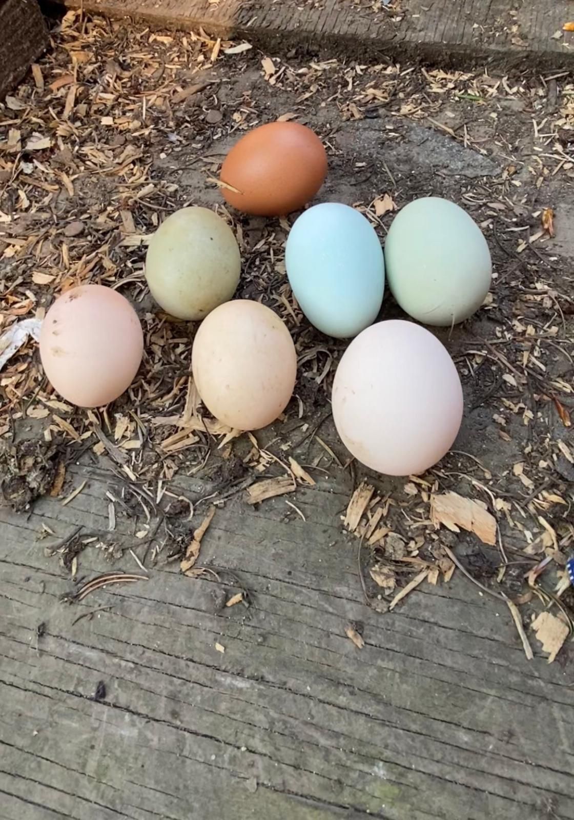 Organic eggs