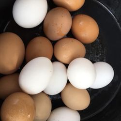 🥚Farm Fresh Eggs 🥚 