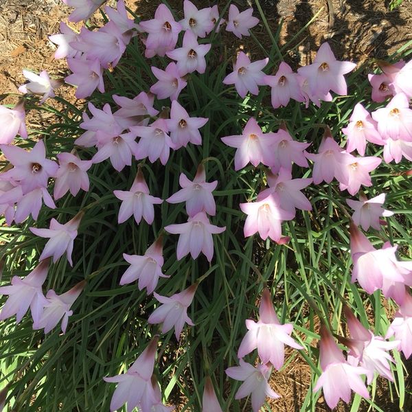 Rain Lily Bulbs Plants for Sale in Fort Lauderdale, FL OfferUp