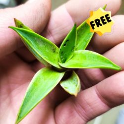 FREE Baby Agave Succulent Plants!! 🪴 