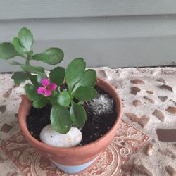 Pink kalanchoe With Little Round Cactus