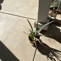 Aloe Vera Plant