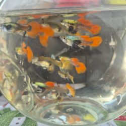 Plantas Acuática Y Peces