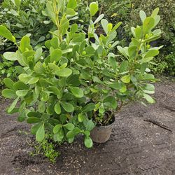 huge clusias About 3+ feet tall Instant Privacy Hedge For Fence