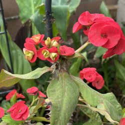 Corona Cristo (red)
