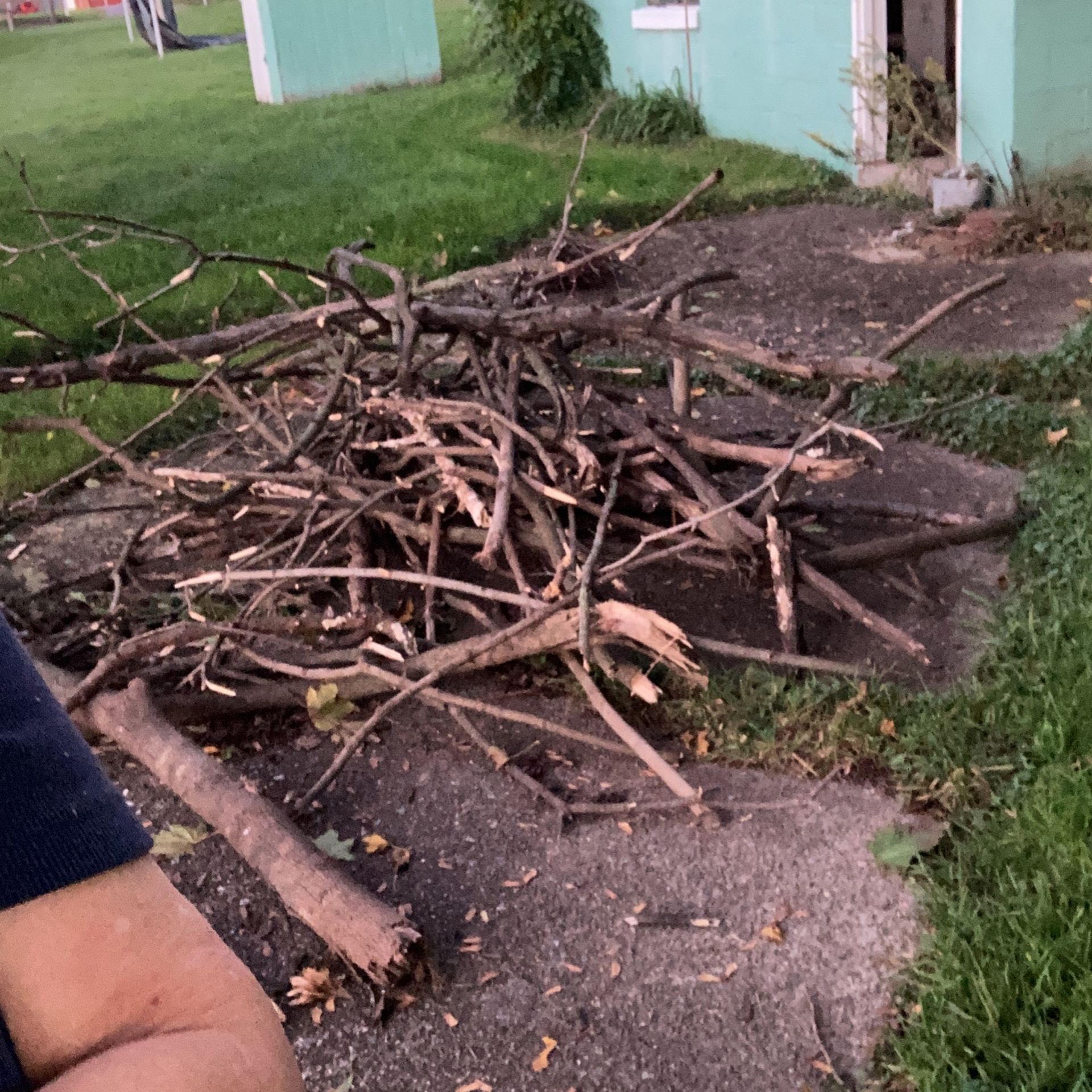 Free firewood pile is getting big.