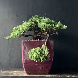 Bonsai Juniper 
