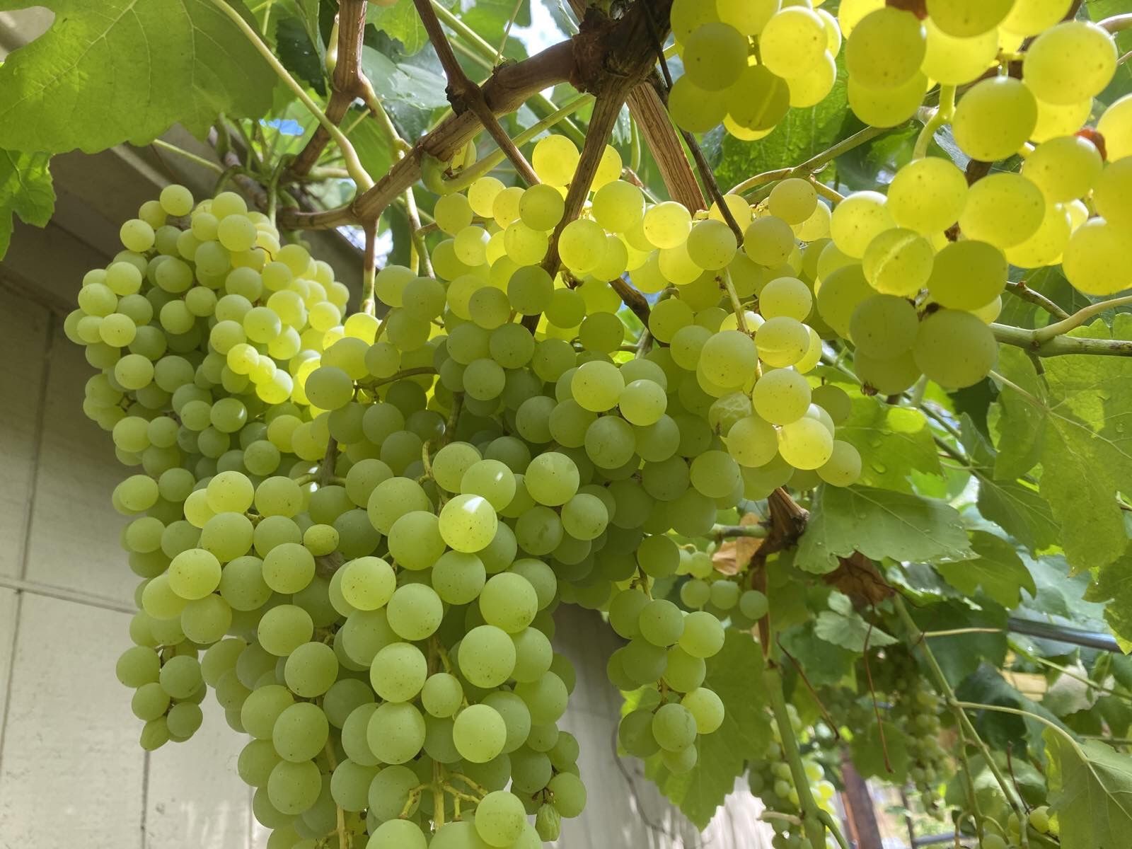 Seedless WHITE MUSCOT GRAPE Plants