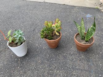 3 Plants In pot