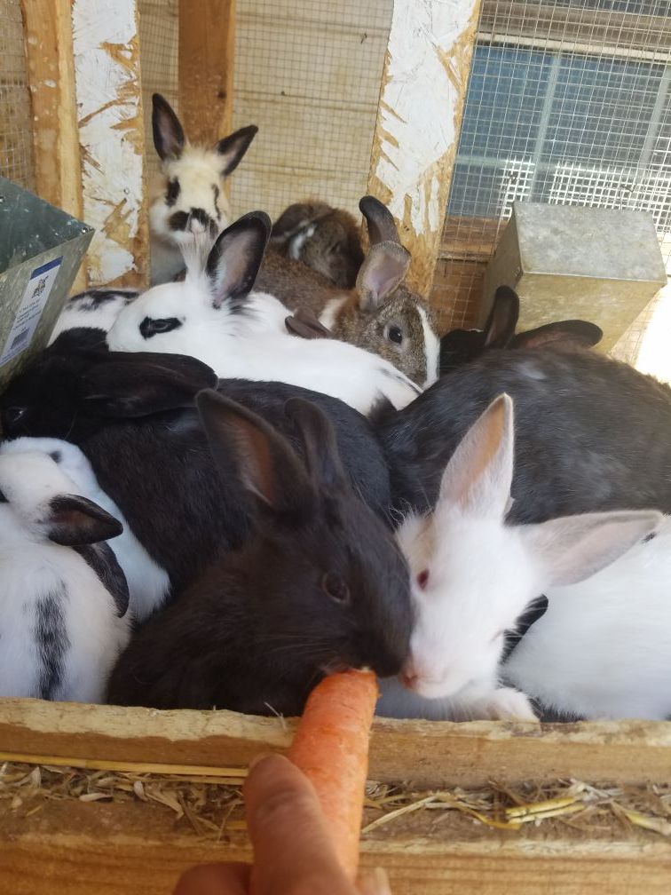 Pet bunnies. Very sweet pets.