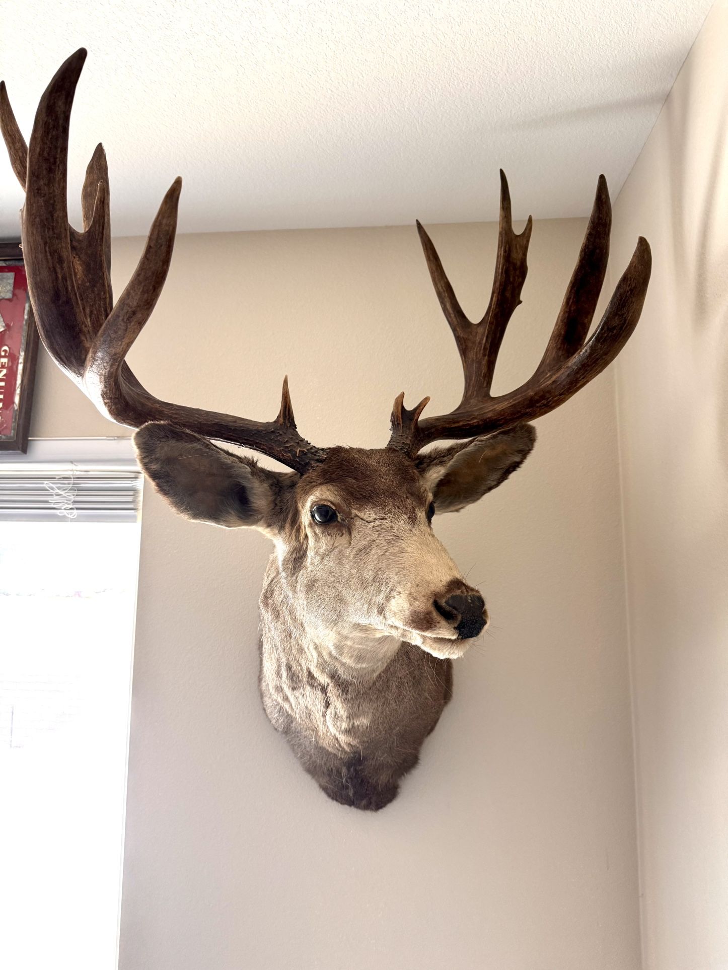 Mule Deer