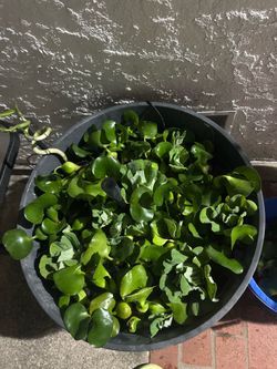 Water Hyacinth Pond Plants