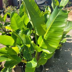 Giant Bird of Paradise