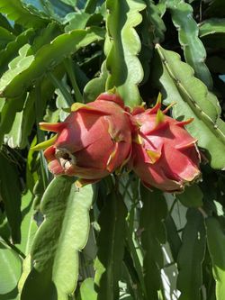 Rooted Dragon Fruit Plants 🐉