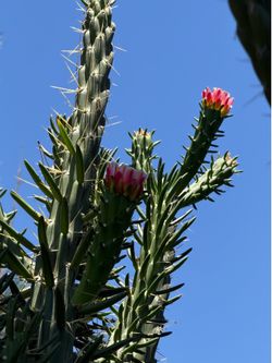 Cactus 🌵