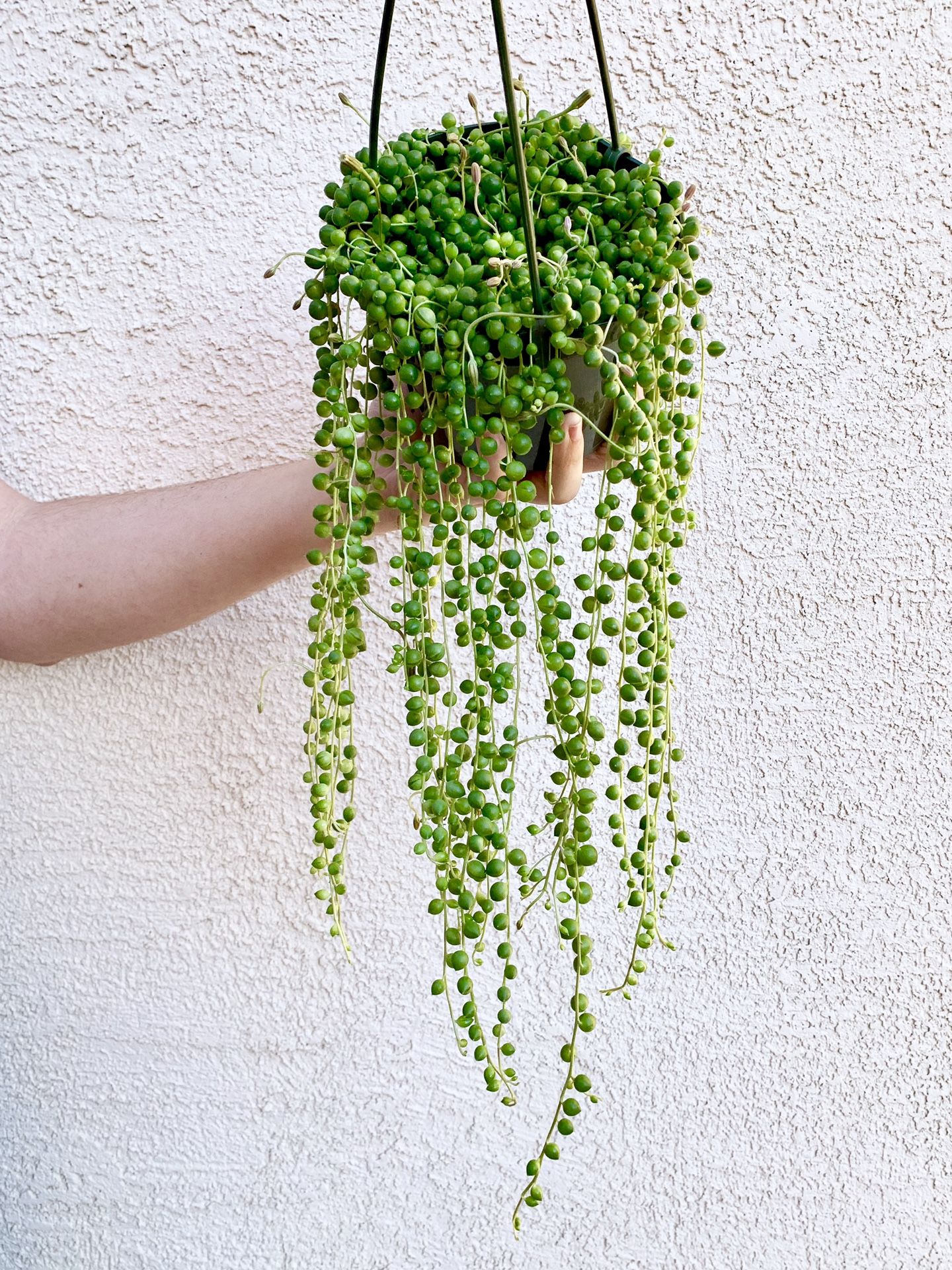 String Of Pearls Live Plant