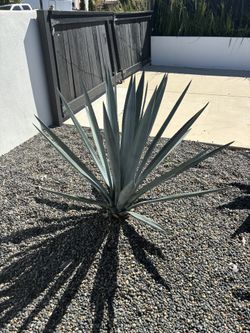 Blue Agave Baby