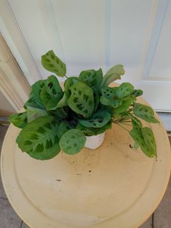 Prayer Plant