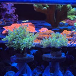 Euphyllia Coral Decoration Frag Spawn