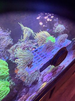 Fake Coral