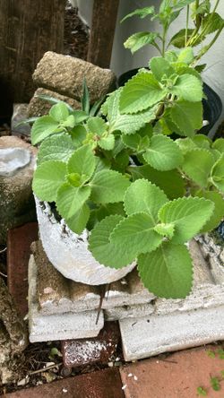 Plant