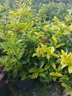 Ixora Nora Grand 7gl $16