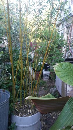 Bamboo plants. Elegant Golden Species. Grows slow. Non invasive type. Instant privacy and shade.great plants.