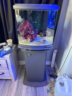 Fish aquarium