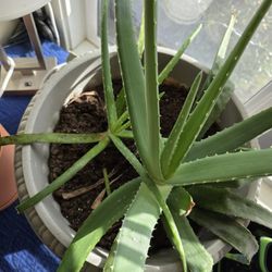Aloe Vera Plant
