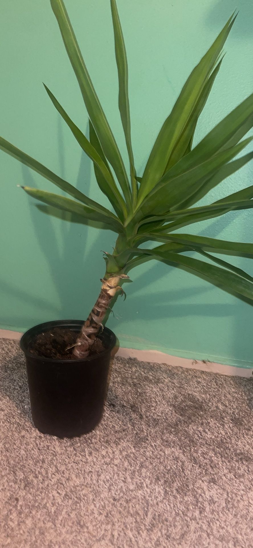 Yucca Plant