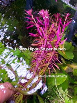 Tons Of Aquarium And Terrarium Plants Available