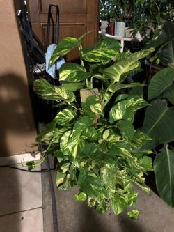 Golden pothos. Big leaves