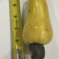 Yellow Apple Cashew Trees